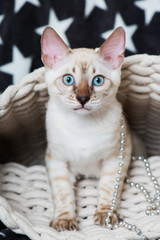 Bengalkatze