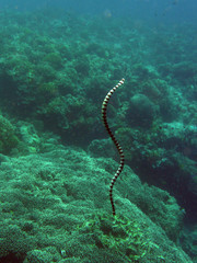 Senkrecht schwimmende Wasserschlange