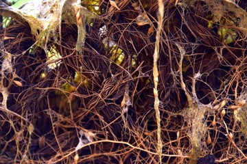 Wurzelgeflecht, Wurzelgewirr von Teichpflanzen mit Algen, Wurzeln im Teich