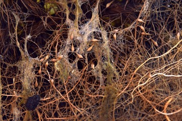 Wurzelgeflecht, Wurzelgewirr von Teichpflanzen mit Algen, Wurzeln im Teich