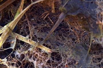 Wurzelgeflecht, Wurzelgewirr von Teichpflanzen mit Algen, Wurzeln im Teich