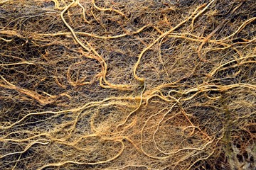 Wurzelgeflecht, Wurzelgewirr von Teichpflanzen mit Algen, Wurzeln im Teich