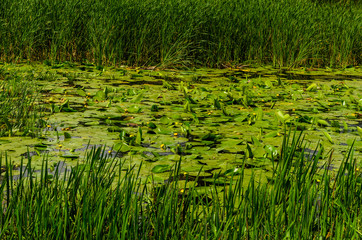 Obraz premium Water lilies on surface of the river