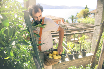 Farmer picking fresh fruits from a lemon tree