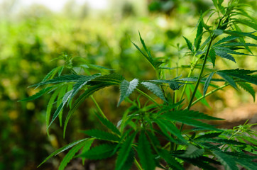 Bushes of cannabis plant on summer