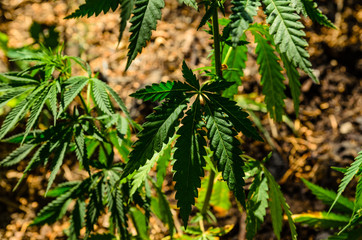 Bushes of cannabis plant on summer
