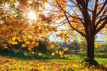 Colorful tree and blue sky in the autumn park
