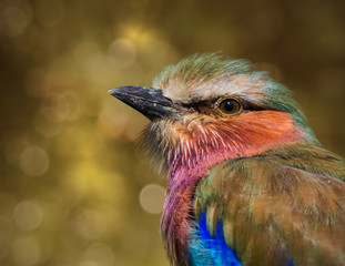 Gabelracke (Vogel) vor herbstlichem Hintergrund 