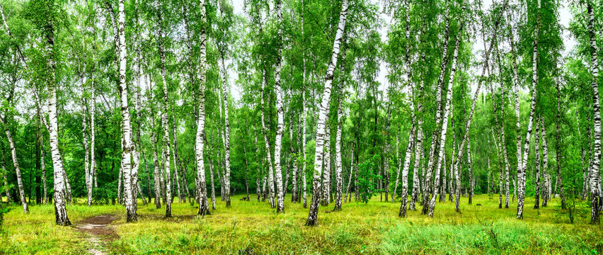Fototapeta Birch grove with a road on sunny summer day, summertime landscape