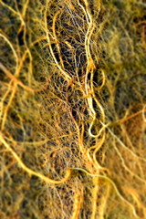 Wurzelgeflecht, Wurzelgewirr von Teichpflanzen mit Algen, Wurzeln im Teich