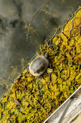 Turtle emys rbicularis resting on riverbank