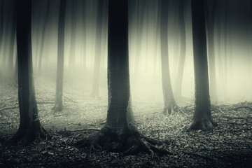dark forest mysterious halloween landscape