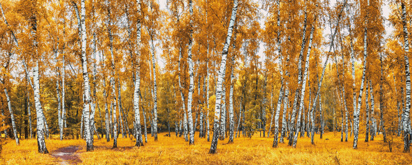 Bosquet de bouleaux avec une route le jour ensoleillé d& 39 automne, paysage