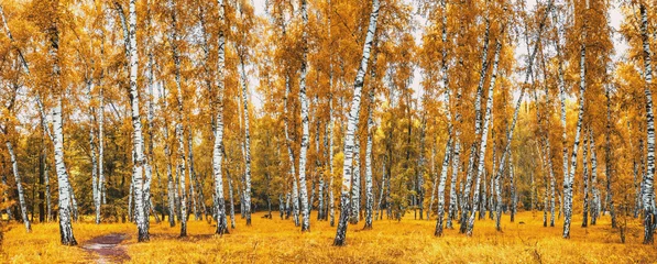 Tuinposter Birch grove with a road on sunny autumn day, landscape © rustamank