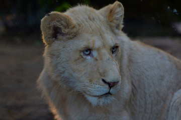lion petit lionceau