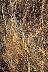 Wurzelgeflecht, Wurzelgewirr von Teichpflanzen mit Algen, Wurzeln im Teich