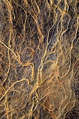 Wurzelgeflecht, Wurzelgewirr von Teichpflanzen mit Algen, Wurzeln im Teich