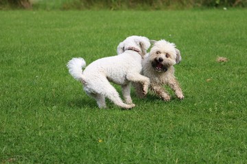 tobende Hunde im Park