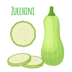 Fresh zucchini squash, vegetarian vegetable. Cartoon flat style. Vector illustration
