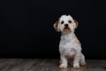 kleiner Havaneser im Studio