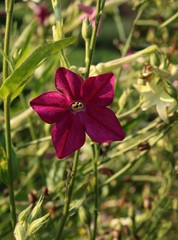 purple flower of Nicotiana alata plant