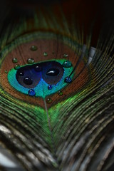 water drops on peacock feather..