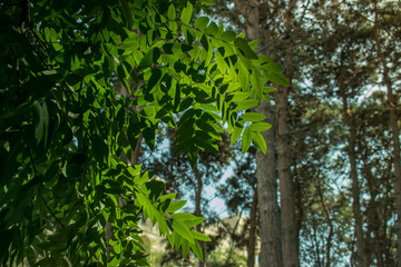 Fototapeta premium Green leaves with blurry background