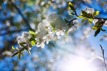 Apple-tree flowers covered with snow