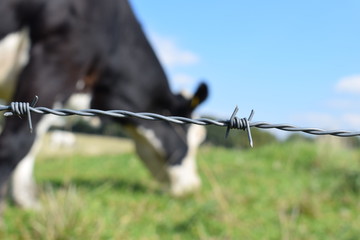 Big cows grazing in the meadow