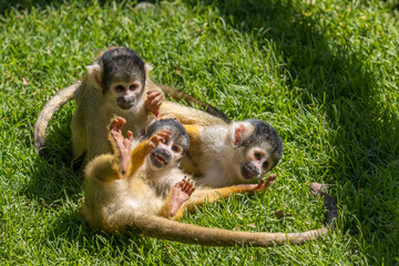 Obraz premium Monkeys - Squirrel Monkeys