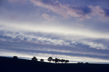 Silhouette von Bäumen vor Sonnenuntergang - 173693707