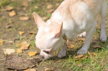 Naklejka na ściany i meble Chihuahua dog Close-up