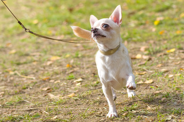 Chihuahua dog Close-up