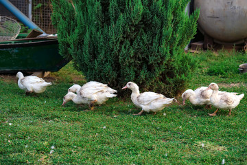 Fowl-run with white domestic ducks on a farm