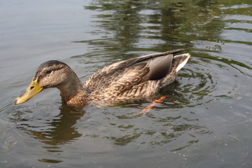 Duck on the river