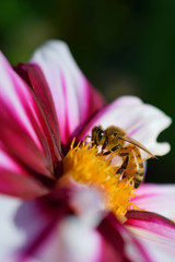 Honey bee (Apis mellifera) on white red dahlia. Vertical close up image.