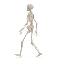 Human Female Skeleton walking pose on white. 3D illustration