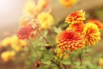 It is Orange flowers