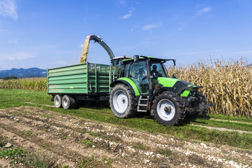 Corn harvest on farmland in Slovenia.