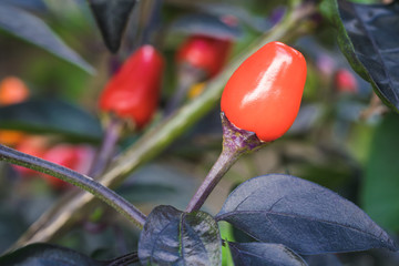 Kleine, scharfe Chilli, Bolivian Rainbow