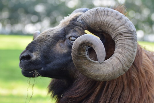 Big horned goat
