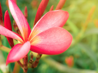 Close-up image of red Frangipani flower in garden with copy space