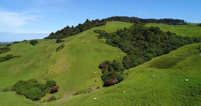 Sheep on grass farmland in the idyllic hills of countryside of south island of New Zealand. Aerial drone footage video.
