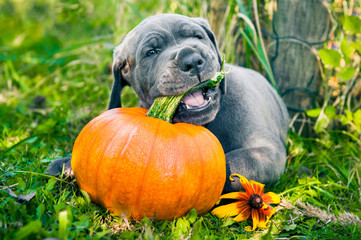 Great Dane dog and pumpkin - obrazy, fototapety, plakaty
