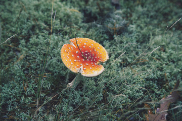 Toadstool