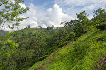 Obraz premium Indian tea plantation in the Darjeeling