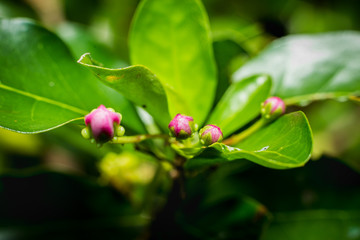 Barbados Cherry flower,Thailand