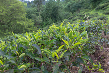 Indian tea plantation in the Darjeeling