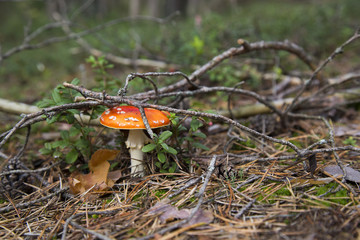 Toadstool