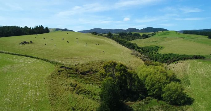 Idyllic countryside farmland nature landscape with hills filled with cows on grass on south island of New Zealand. Aerial drone footage video.